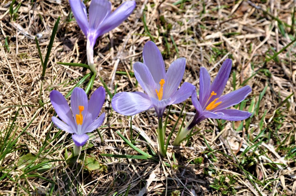 Fiore viola con pistilli gialli della famiglia dello zafferano